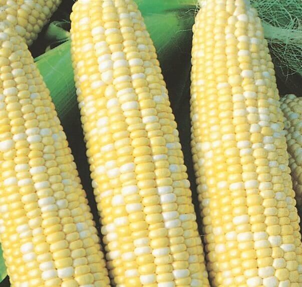 Sweet Corn (seed pkg) Peaches &amp; Cream (small pkg)