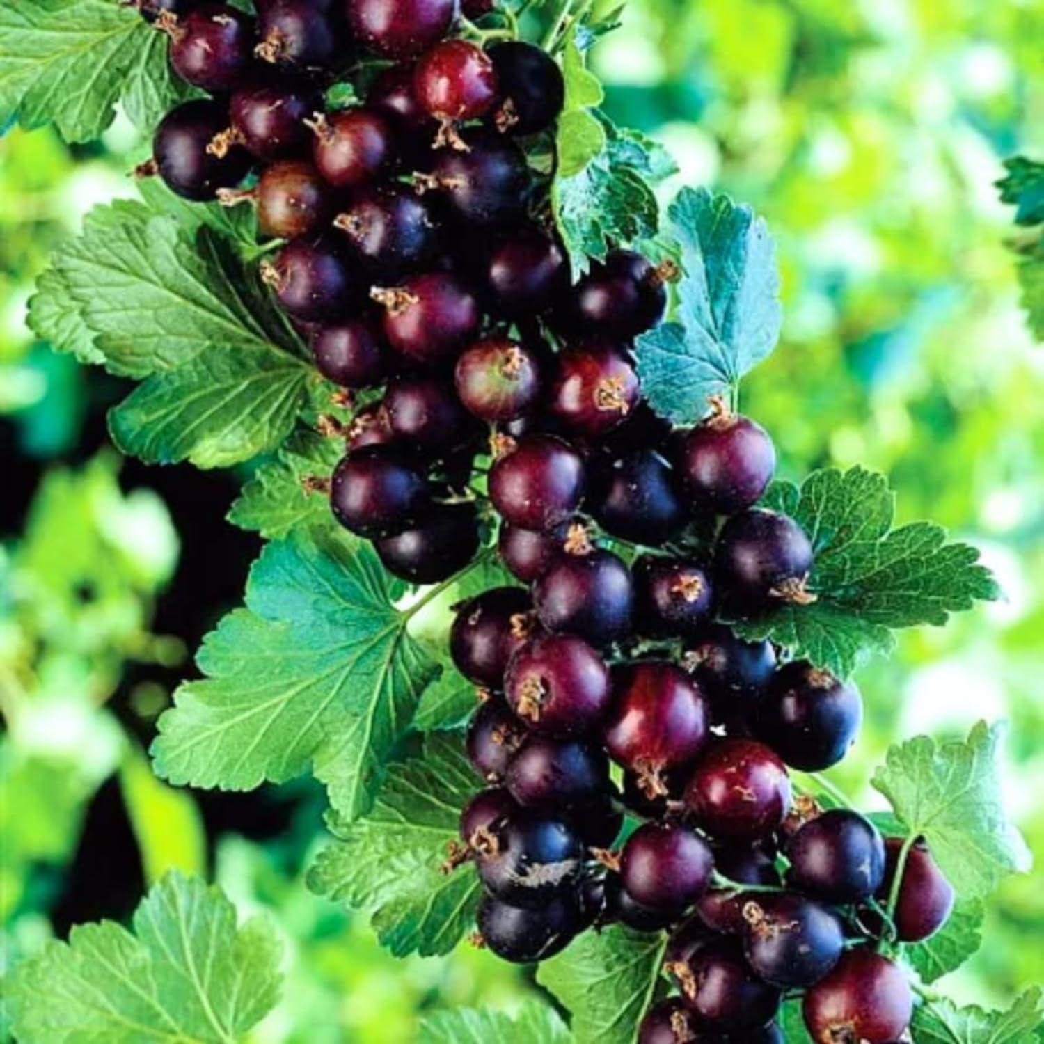 Gooseberry 'Black Velvet' 1 gal