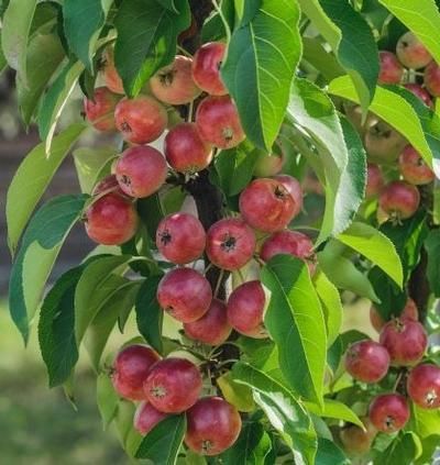 Apple 'Scarlet Sentinel' 12" Patio Pot