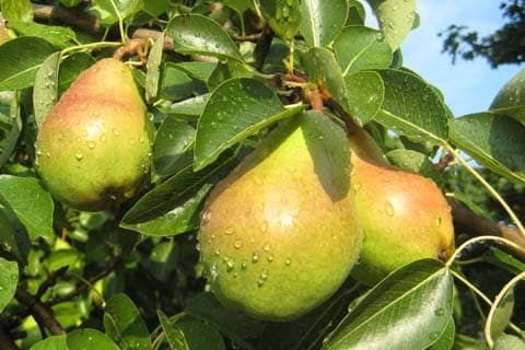 Pear 'Anjou' 7 gal Potted