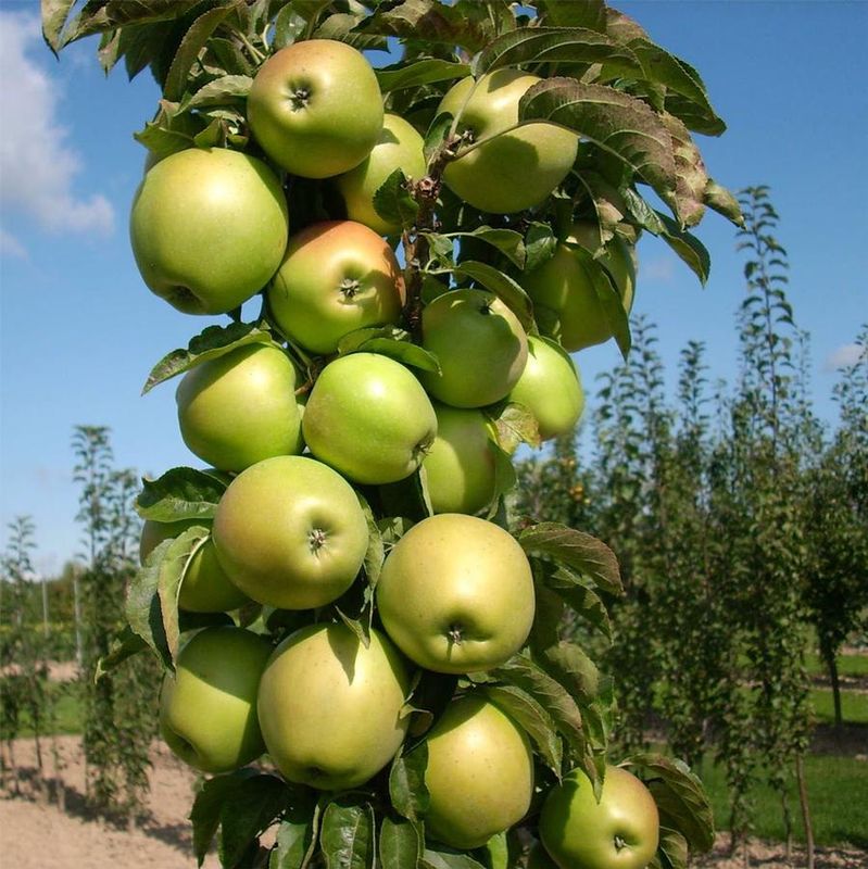 Apple 'Golden Sentinel' 12" Patio Pot