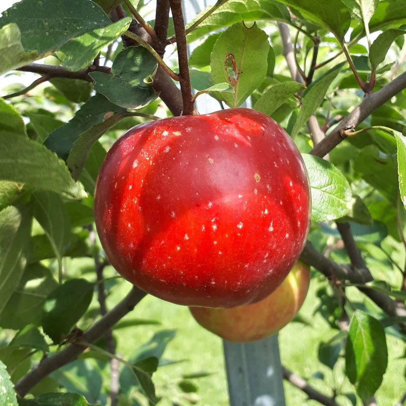 Apple 'Red Gravenstein' 7 gal Potted
