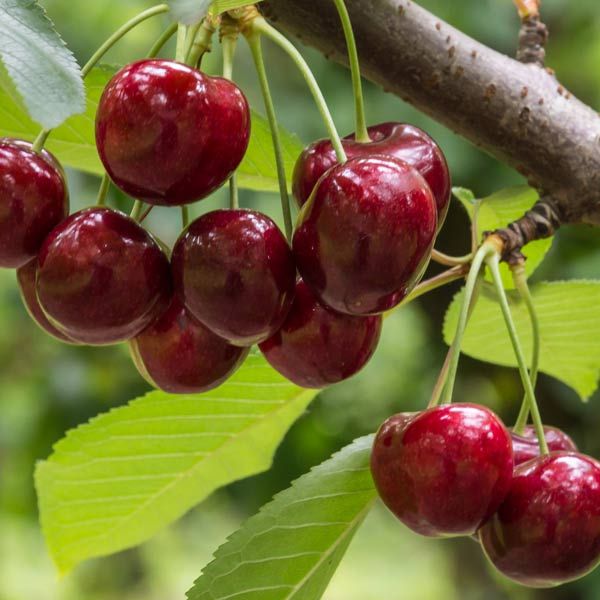 Cherry Tree 'Lambert' 7 gal Potted (sweet)