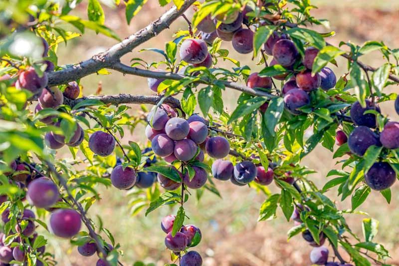 Plum Combination Tree 7 gal Potted