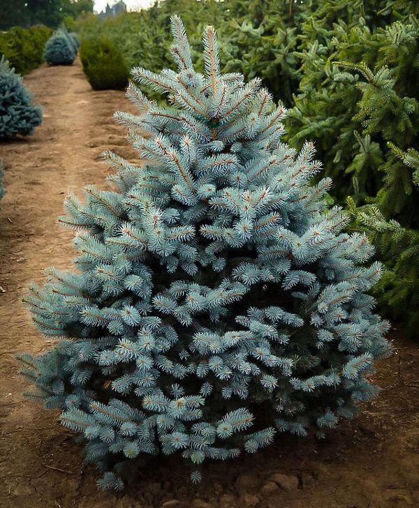 Colorado Blue Spruce 'Baby Blue Eyes' 4' B&amp;B