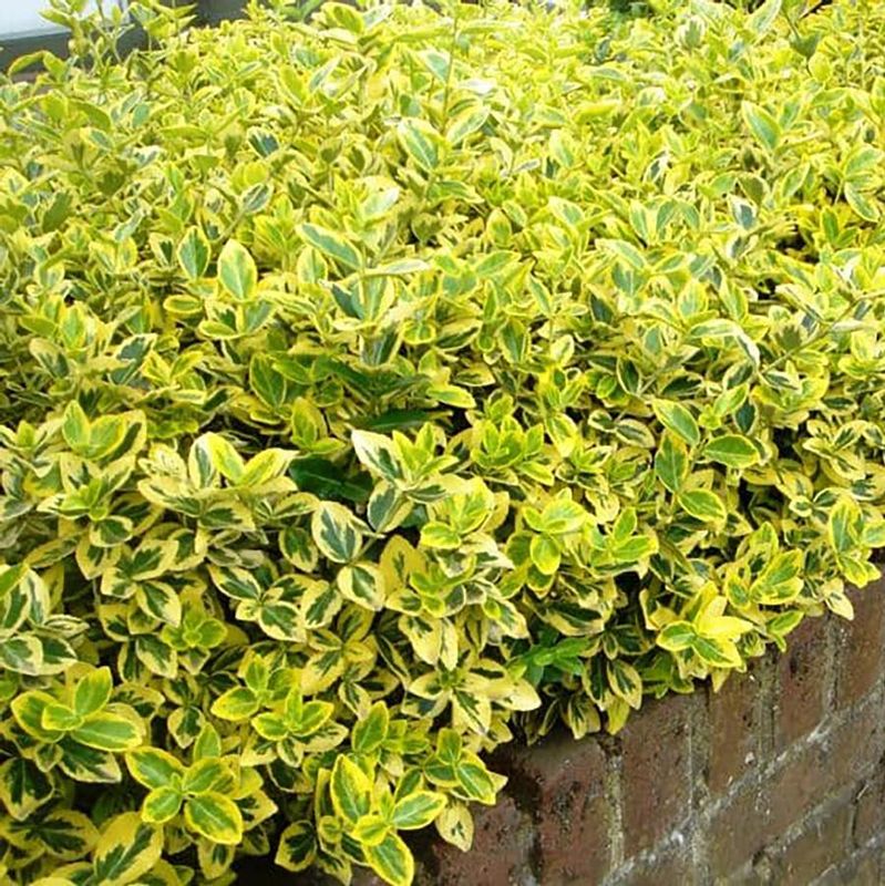 Euonymus 'Sungold' 2 gal