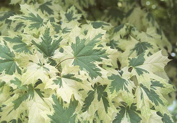 Norway Maple 'Drummondii' 7 gal Potted