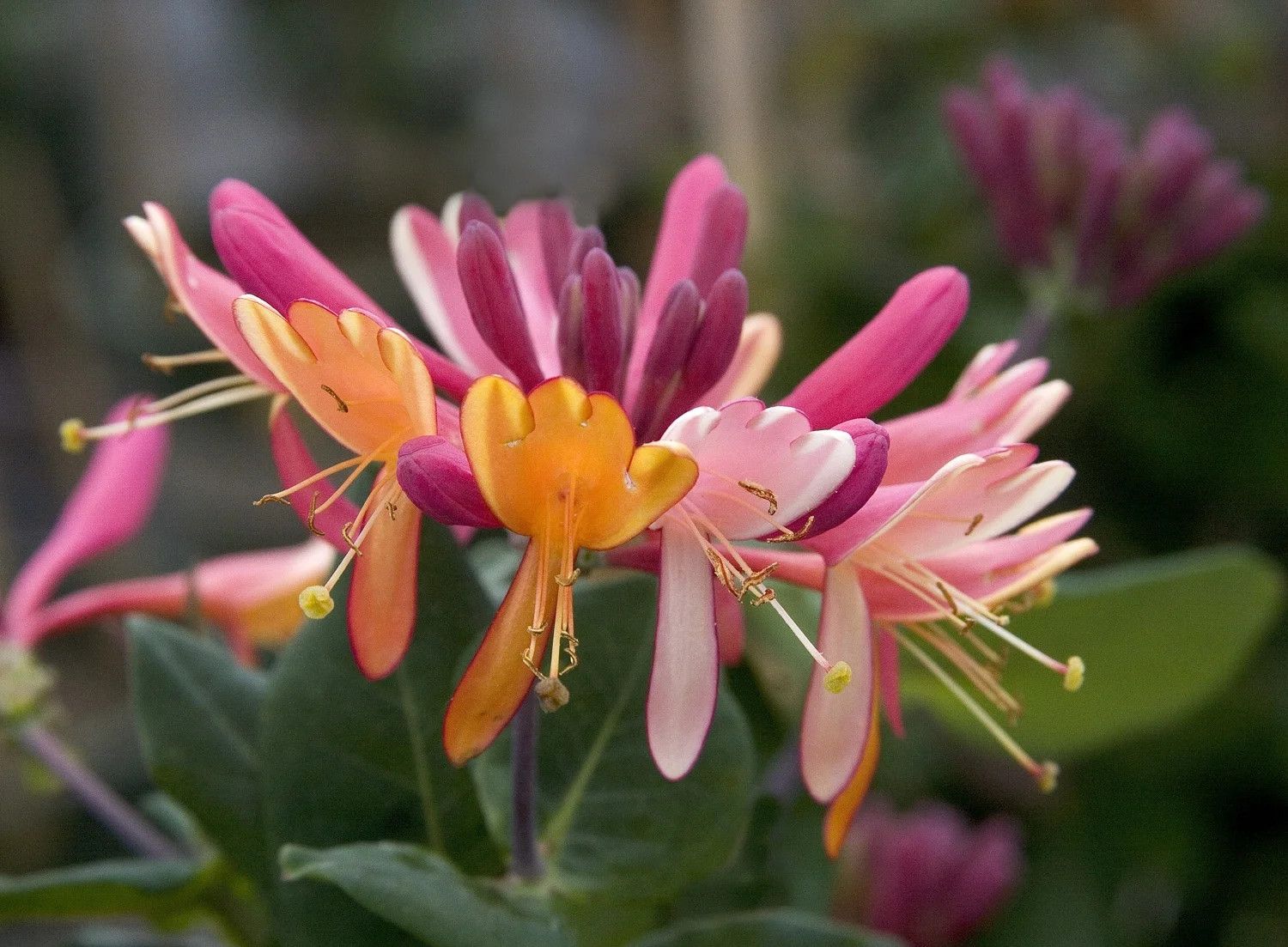 Lonicera 'Goldflame' Honeysuckle Vine 2 gal