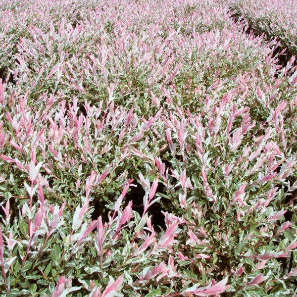 Japanese Willow Standard 'Flamingo' 5 gal Potted