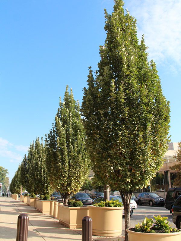 Oak 'Regal Prince' 8' 15 gal Potted