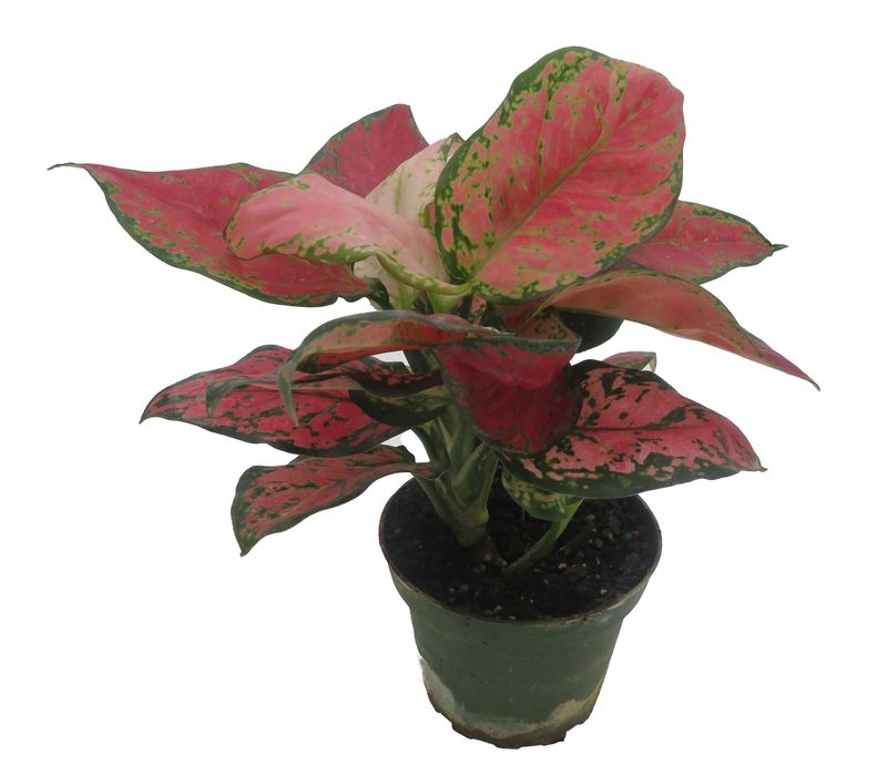 Aglaonema 'Black Maroon' 4"