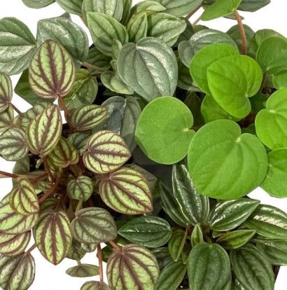 Peperomia Assorted 4"