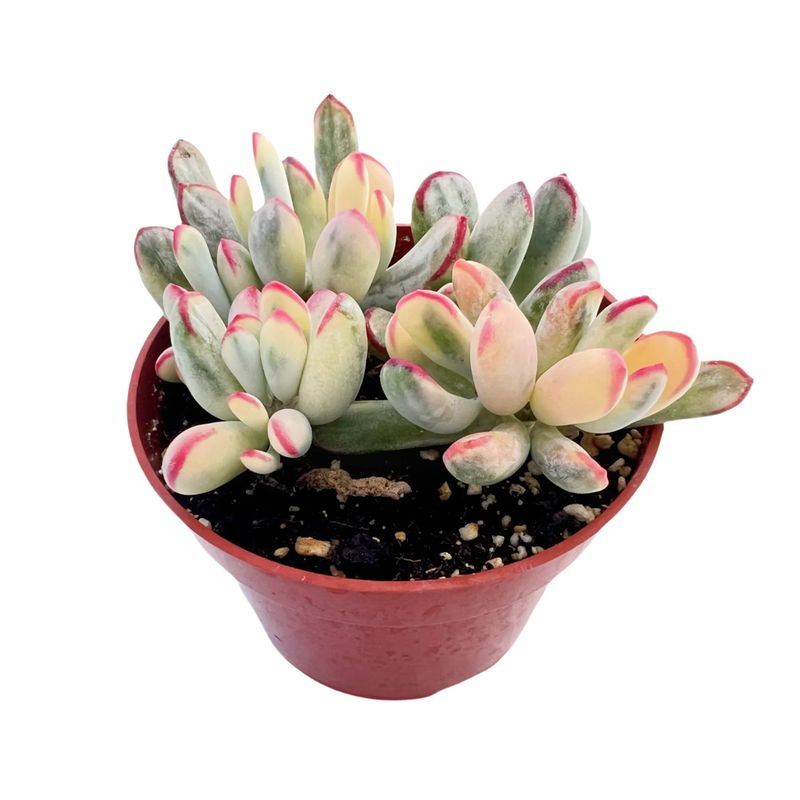 Cotyledon Variegated 4"