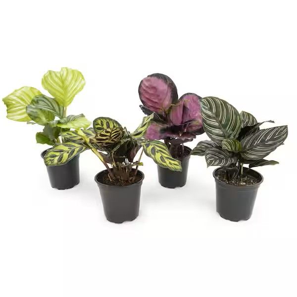 Calathea Assorted 4"