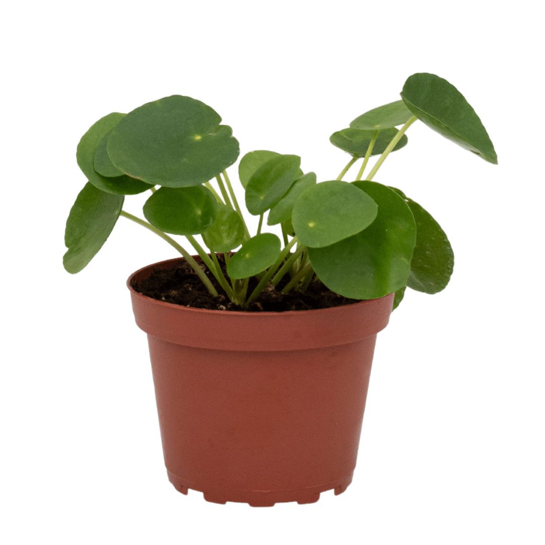 Pilea Peperomioides 4"