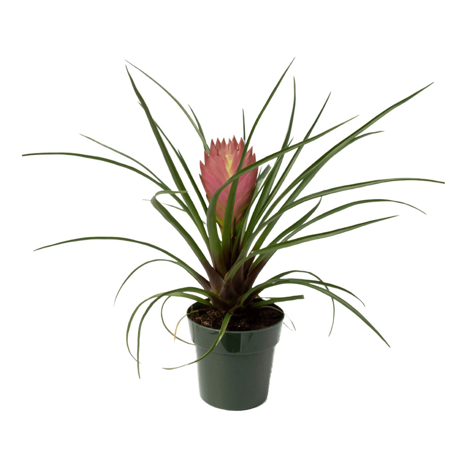 Tillandsia cyanea 'Pink Quill' 4"