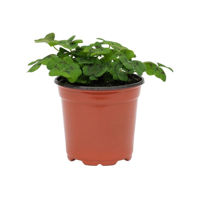 Oxalis 'Green Shamrock' 4"