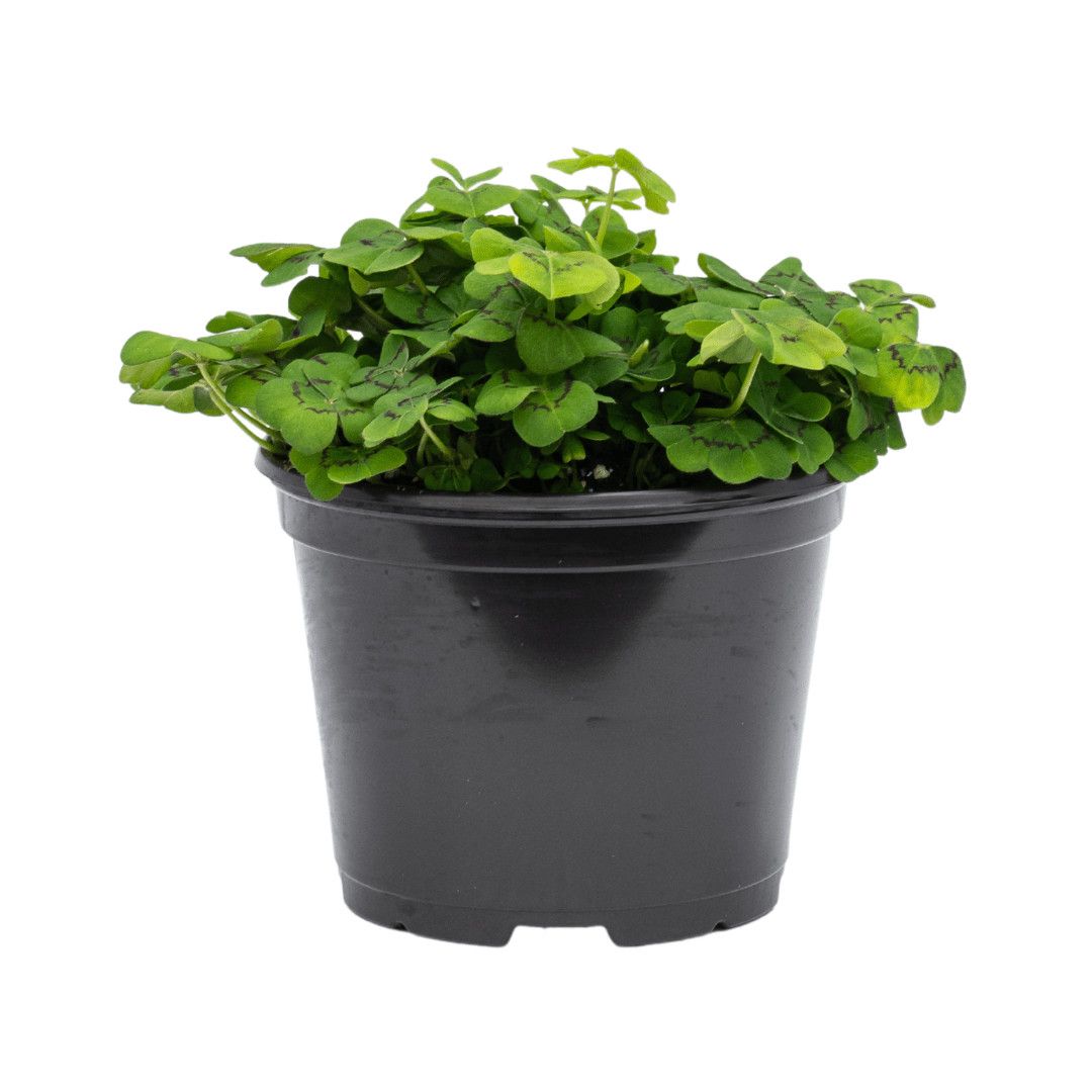 Oxalis 'Green Shamrock' 6"