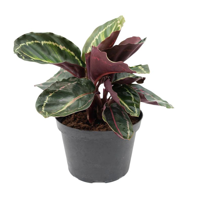 Calathea Assorted 6"