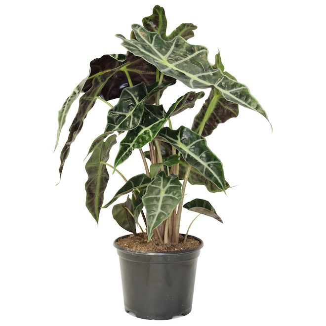 Alocasia Polly 6"