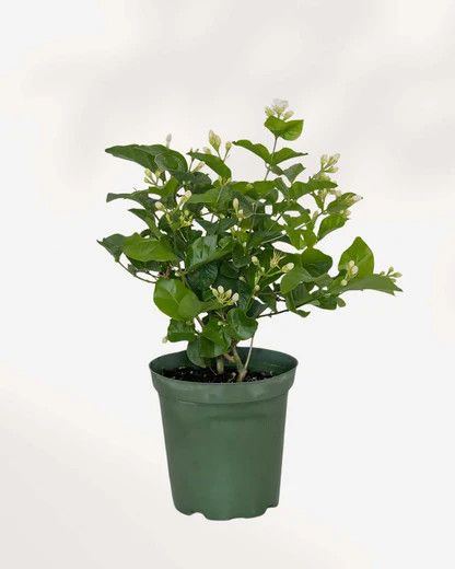 Jasmine Sambac 1 gal