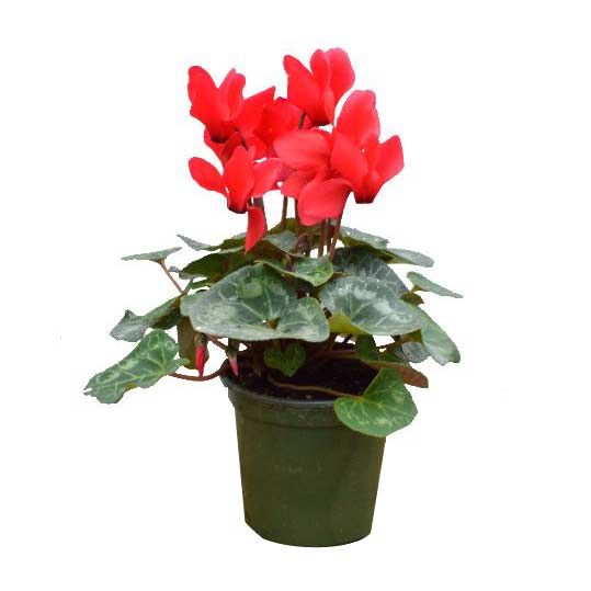 Cyclamen 4.5"
