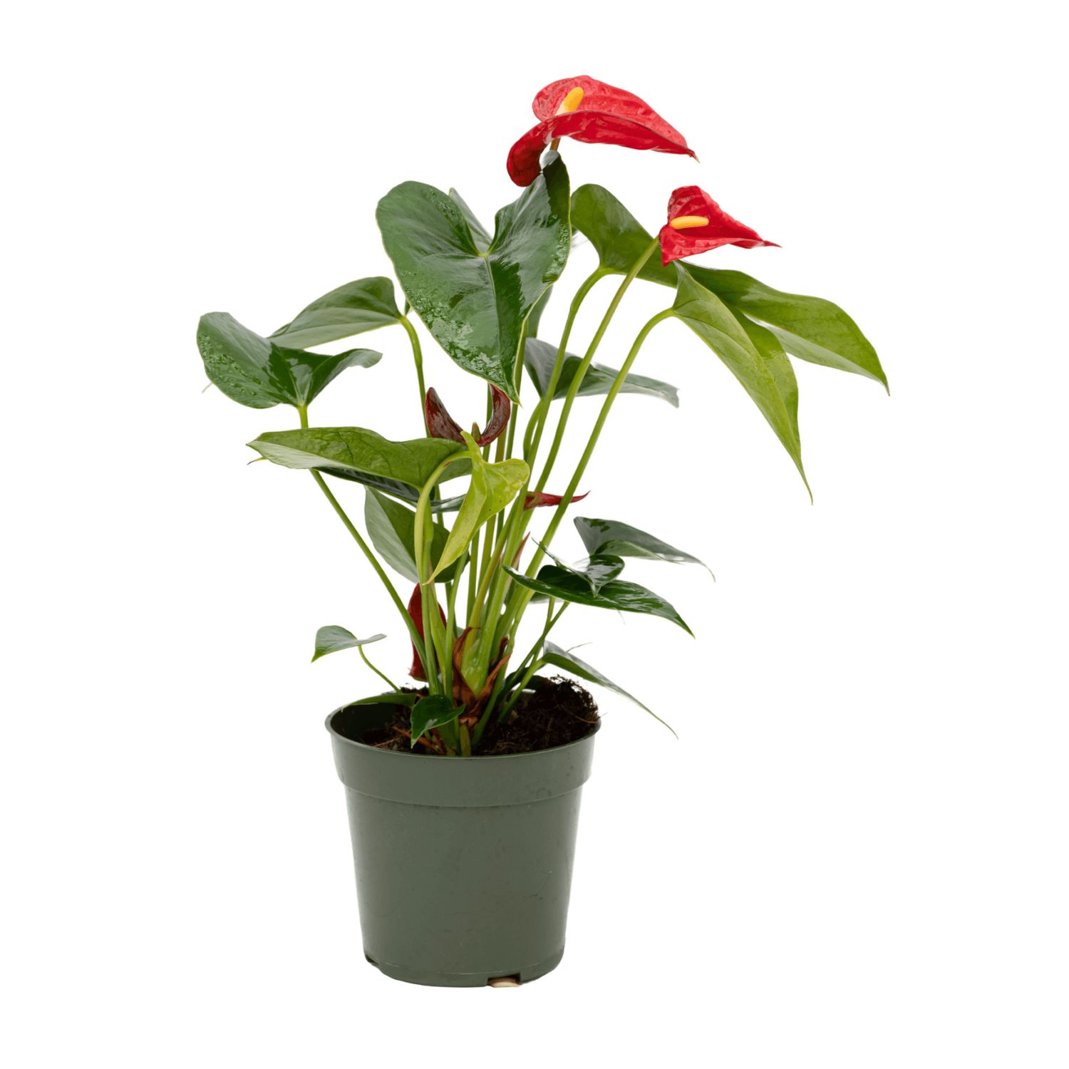 Anthurium 8"