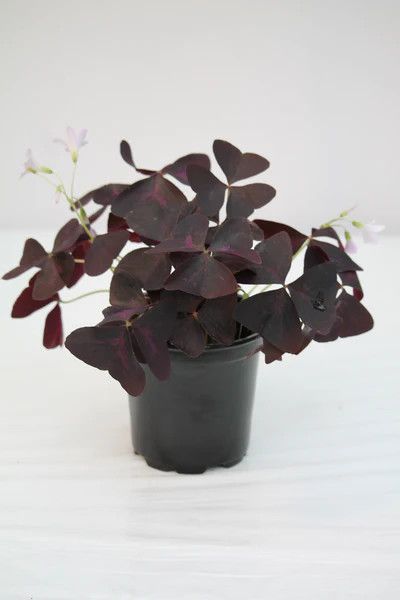 Oxalis 'Red Shamrock' 4"