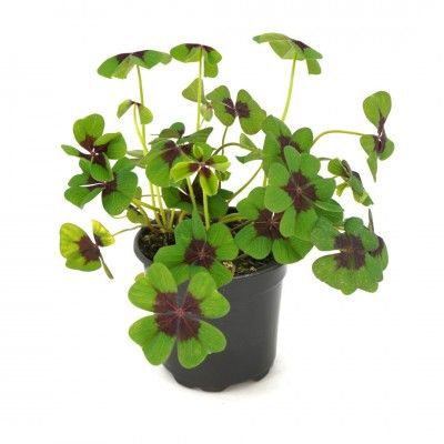 Oxalis 'Iron Cross Shamrock' 4"