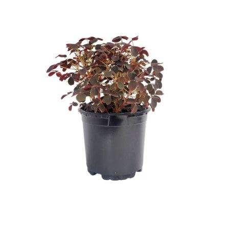 Oxalis 'Red Shamrock' 6"