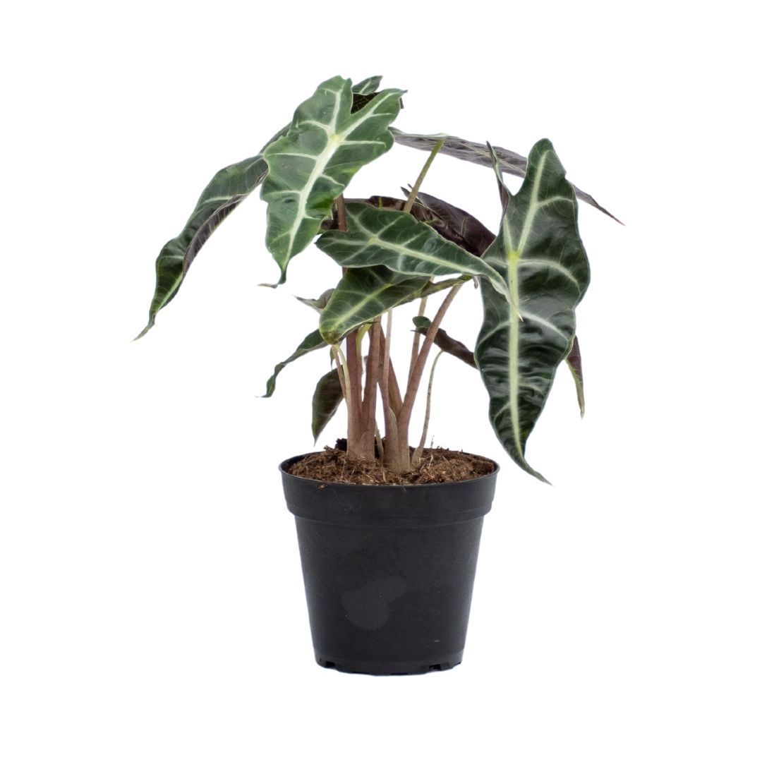 Alocasia Polly 4"
