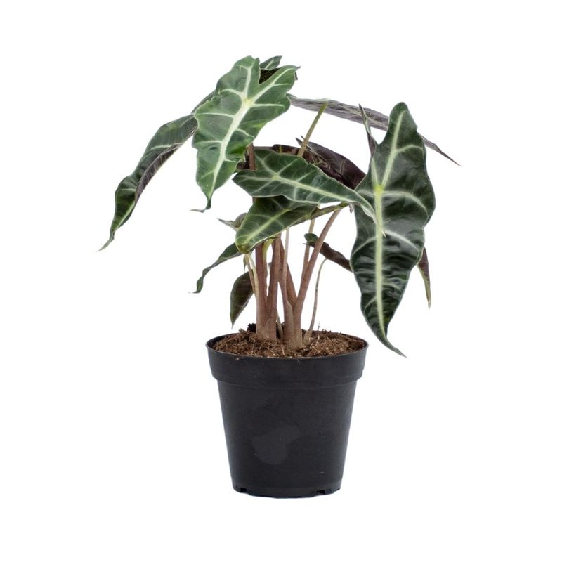 Alocasia Polly 4"