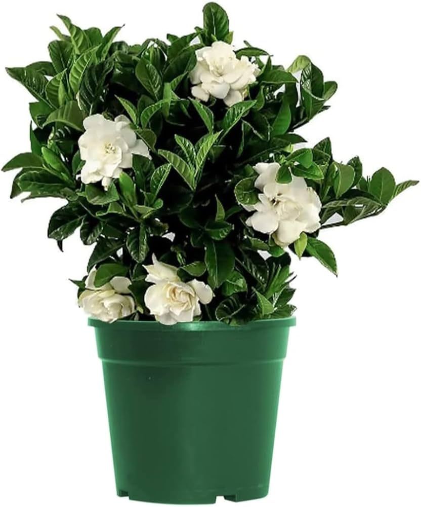 Gardenia Bush 6"
