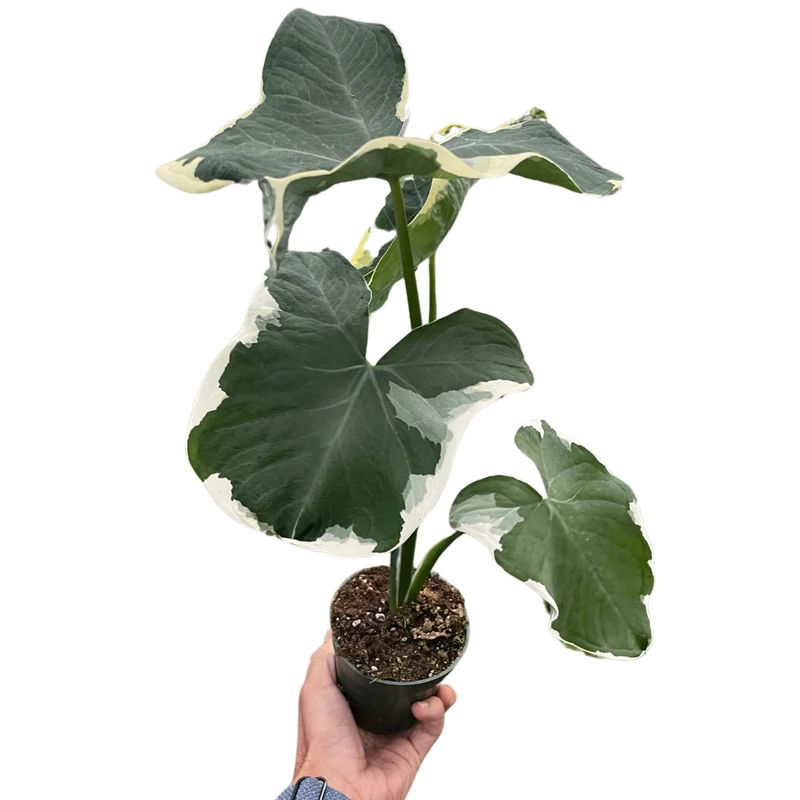 Alocasia 'Mickey Mouse' Variegated 6"