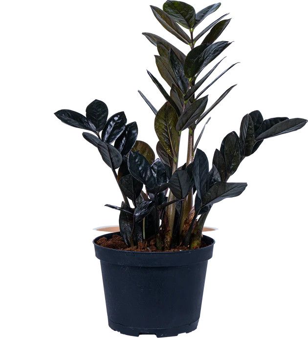 ZZ Plant Black - Zamioculcas Zaniefolia 8"