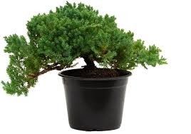 Juniper Bonsai 6"