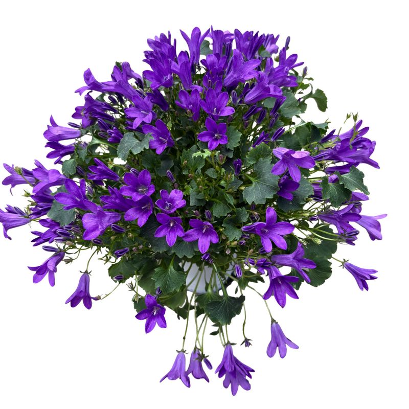 Houseplant: Campanula 4"