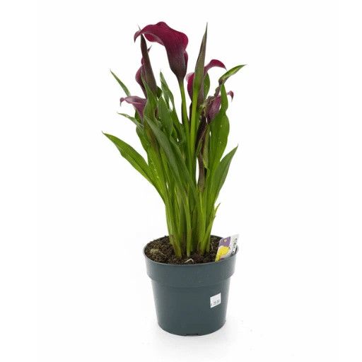 Calla Lily 4"