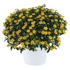Sanvitalia 4" Talya Bright