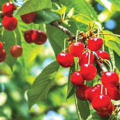 Cherry Tree 'Montmorency' 7 gal (sour) Potted