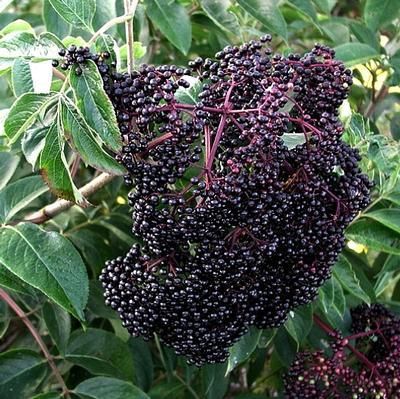 Elderberry 'Scotia' 2 gal