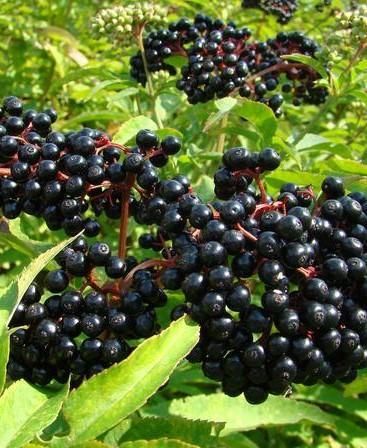 Elderberry 'Victoria' 2 gal