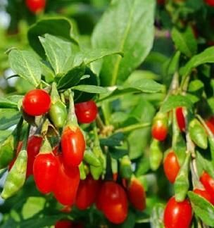 Goji Berry 'Firecracker' 2 gal