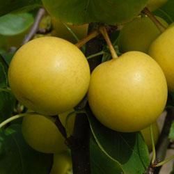 Pear 'Nijisseiki' 7-8' Potted