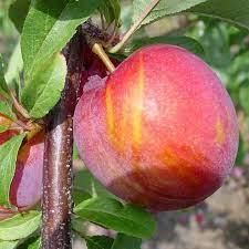 Plum 'Vampire' 4-5' Potted