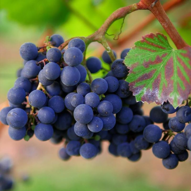 Grape 'Trollhaugan' 2 gal