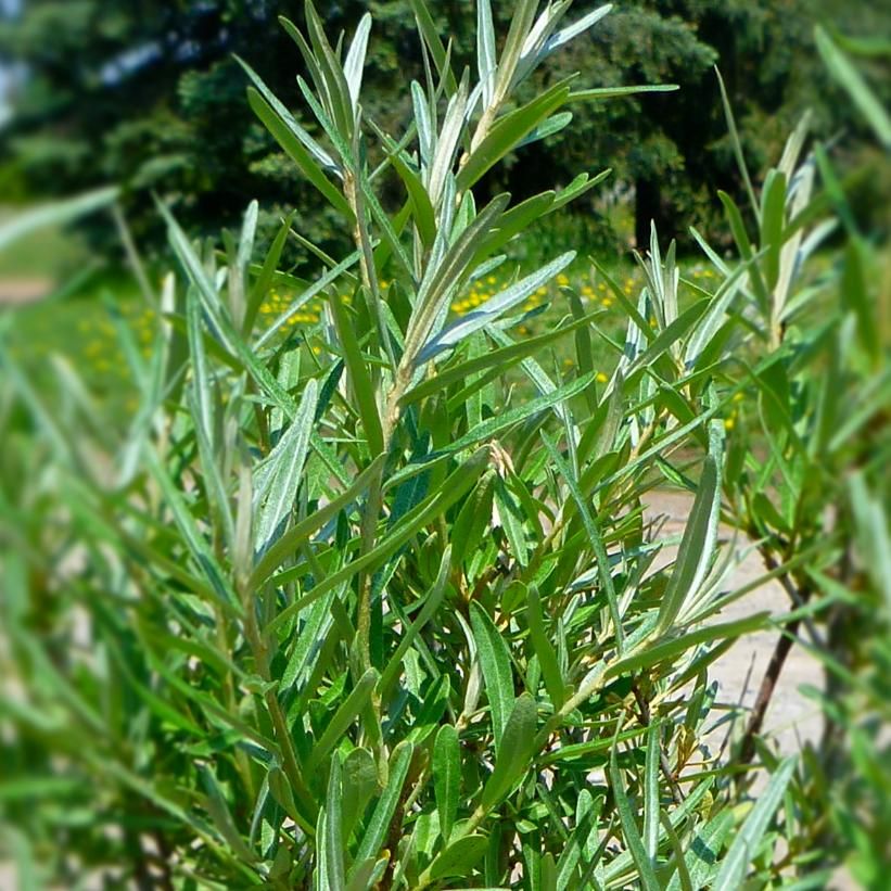 Hippophae rhamnoides 'Lord' Sea Buckthorn 2 gal
