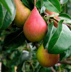 Pear 'Summercrisp' 6-7' Potted