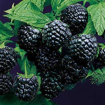 Black Raspberry 'Jewel' 2 gal