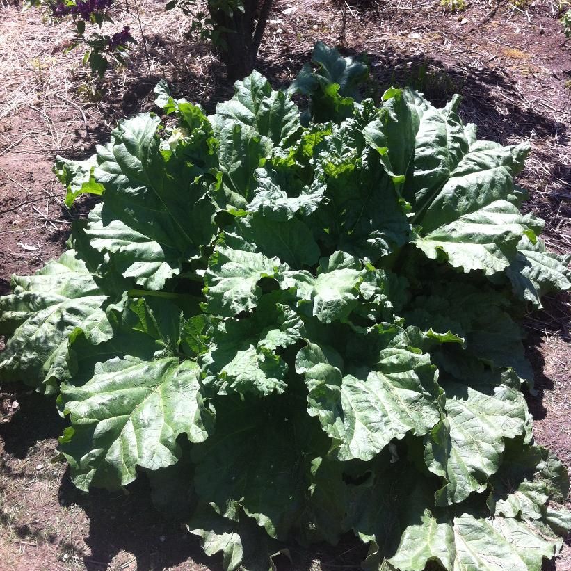 Rhubarb 'German Wine' 1 gal